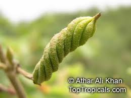 Image result for Helicteres