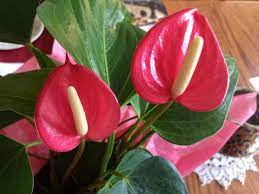 Garden Answers Plant Identification Tropical House Plants Flower Fertilizer Flamingo Flower