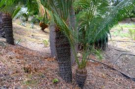 Image result for Cycas thouarsii