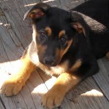 Lancaster puppies has standard and mini pomsky puppies for sale in pa, as well as ohio, indiana, and new york. I Want This Puppy Australian Shepherd Rottweiler Mix Look At Those Big Paws Rottweiler Mix Puppies Rottweiler Mix Cute Puppy Names