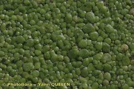 Image result for Lemna