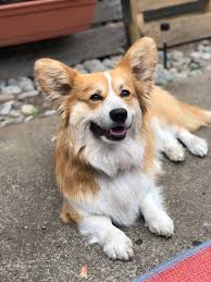 To learn more about each adoptable dog, click on the i icon for some fast facts or click on their name or photo for full details. Hafwyn Corgis Apollo Moving To Oregon Facebook