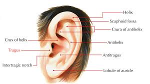 Image result for Tragus