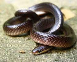 Lesser Black Krait Snake Snake Venom Snake Images