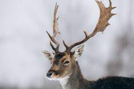 We did not find results for: Dovhjort Viltarter Jaktlivet Se