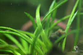Image result for Eriocaulon buchananii