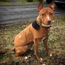 Dog Chore Coat Carhartt Chore Coat Dogs Coat