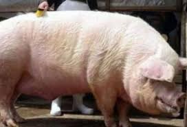 Carnea de porc este cea mai cautata in romania, acoperind aproape jumatate din consumul de carne, de circa 60 de la ultima verificare, politistii au gasit 88 de kilograme de carne de cal ce urma a fi scoasa la vanzare, relateaza ring. Cel Mai Mare Porc De CrÄƒciun Scos La Vanzare CantÄƒreÈ™te 350 De Kg È™i Are Buletinul Pe CosteÈ™ti Universul Argesean