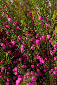 Image result for Burttia