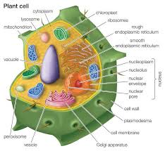 Learn About Plant Cell Types And How They Re Like Animal Cells Plant Cell Cell Diagram Plant Cell Diagram