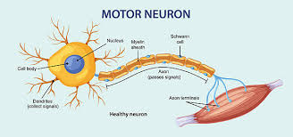 Image result for Neuron