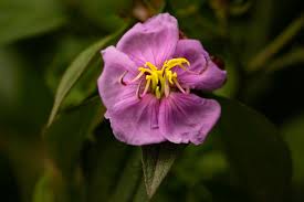 Image result for Melastomastrum