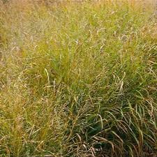Image result for Panicum repentellum