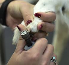 Easy to use · free answers by experts · satisfaction guarantee Wag N Wash Natural Pet Food Grooming 183 Photos 274 Reviews Pet Groomers 4230 N 7th Ave Phoenix Az Phone Number