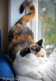 Beautiful Skye Feral Cats Cats My Spirit Animal