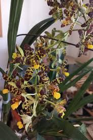 Image result for Ansellia