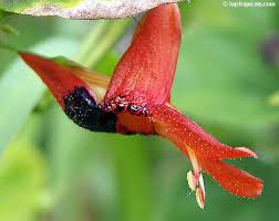 Image result for Ruttya fruticosa