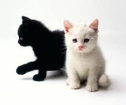 Black And White Kitty Pictures Black Kitten White Kitten Kittens Cutest Cute Animals Black And White Kittens