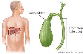 Image result for gallbladder