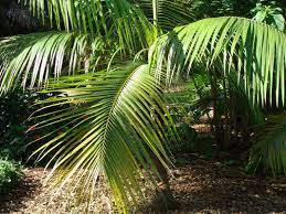 Image result for Acanthophoenix rubra