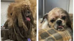 Maybe you would like to learn more about one of these? Stray Dog In Kansas City Missouri Gets A Makeover The Kansas City Star