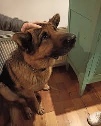 Anoche se fue mi Hugo amado, mi noble perro maravilloso, bueno y solemne de  casi 13 años. El candado de la casa. Mi perrito hermoso que me miraba con  sus ojitos negros,