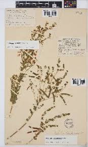 Image result for Dichilus lebeckioides