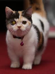 Gambar gelagat anak kucing parsi gemuk yang comel gambar. Minuet Beri Hasil Lumayan