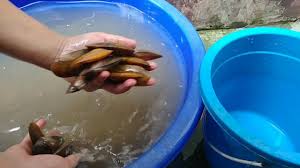Jenis ikan air tawar apa yang akan didistribusikan kali ini? Coba Kerang Air Tawar Kerang Kijing Nyantai Dirumah Youtube