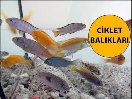 Ciklet Baliklari Youtube