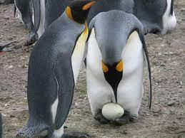 Once A Female Emperor Penguin Has Laid An Egg She Transfers It To The Male Who Keeps It Warm By All Winter By Tucking It U Penguin Egg Penguins Emperor Penguin
