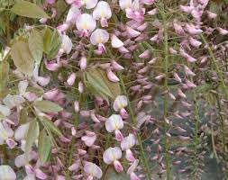 Check spelling or type a new query. Wisteria Floribunda Pink Ice Our Range