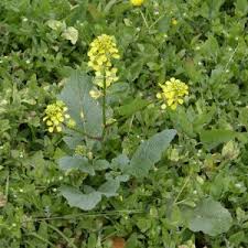 We did not find results for: 52 Wild Plants You Can Eat Lojsociety Lion Of Judah Society Rastafari Groundation