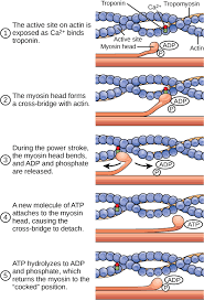 Muscle Contraction And Locomotion Boundless Biology Physiology Muscle Contraction Anatomy And Physiology