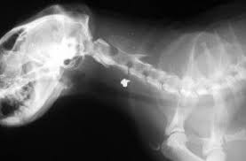 Learn How To Interpret Cat Radiographs X Rays Long Beach Animal Hospital Radiographer X Ray Animal Hospital