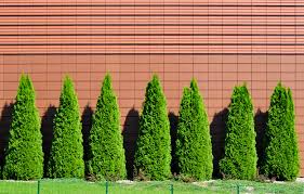 Image result for kabatina thujae