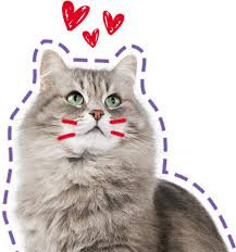 How much cat spay or neuter should cost. Pet Food Shop Pet Grooming Health Supplies Home Delivery In Bangladesh Pet Bangla