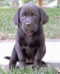 Sometimes, you may find a labrador for free in michigan to a good. Chocolate Lab Puppies Michigan Bmo Show