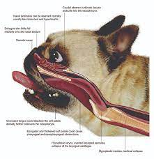 Pathophysiology Department Of Veterinary Medicine
