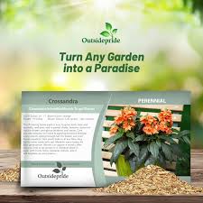 Image result for Crossandra
