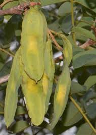 Image result for Xeroderris stuhlmannii