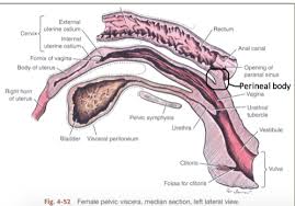 Dog anatomy poster created using vintage images. Anatomy Midterm Dog Flashcards Quizlet