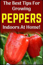 Tips For Growing Peppers Indoors In 2020 Gardening For Beginners Gardening Tips Easy Garden