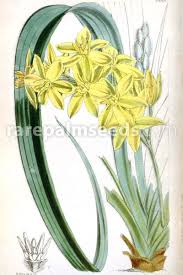 Image result for Hypoxis hemerocallidea