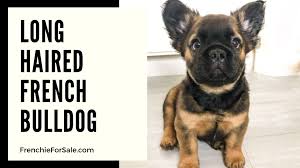 With their breeder, waiting for you! Long Haired French Bulldog Frenchieforsale Com