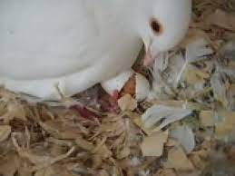 Pigeon Hatching Youtube