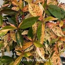 Image result for Acalypha glabrata