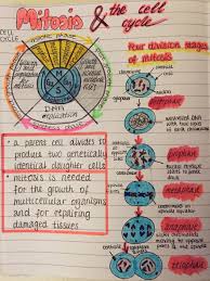 Mitosis And The Cell Cycle Biology Lessons Biology College Biology Notes