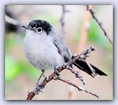 Birds Of The Southwestern Desert Black Tailed Gnatcatcher Polioptila Melanura Is A Small Insectivorous Bird Which Ranges Throughout The Sonoran And Mountain Park South Mountain Desert Life