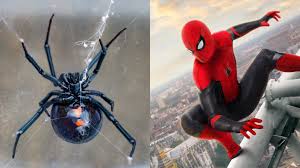 A black widow spider bite is said to feel like a pinprick, although victims may not realize that they have been bitten. Bolivian Brothers Hoped Black Widow Would Turn Them Into Spider Man